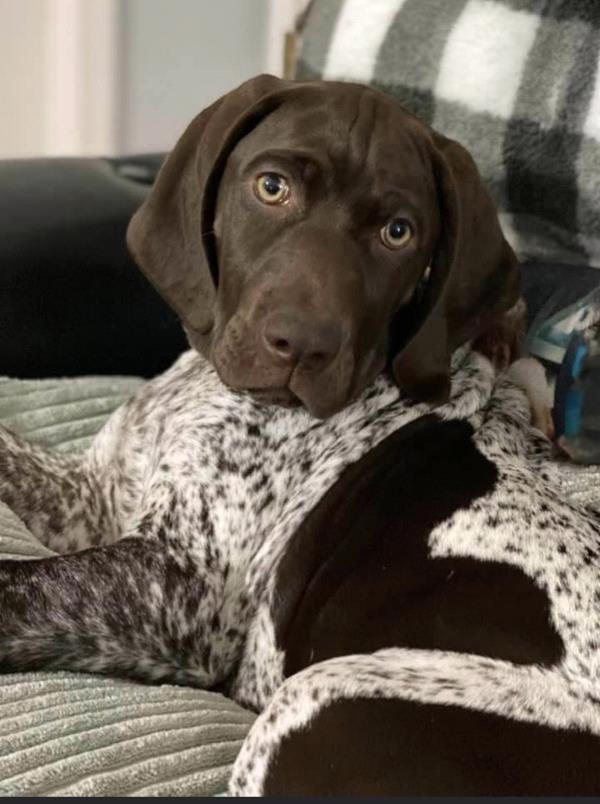 /images/uploads/southeast german shorthaired pointer rescue/segspcalendarcontest2021/entries/21744thumb.jpg